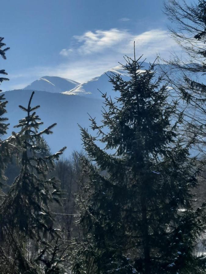 Pensiunea Vinatur Porumbacu de Sus Exterior foto